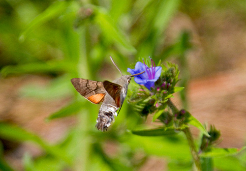 Hummingbird Hawk-Moth DM1244